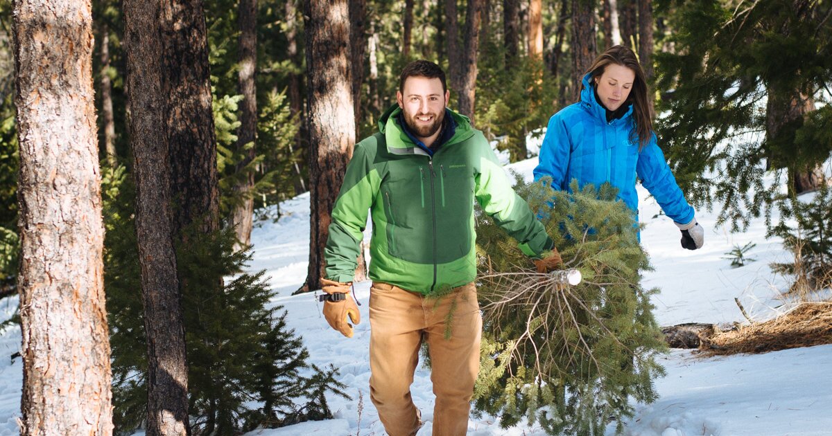2021 Christmas Tree Permits Colorado