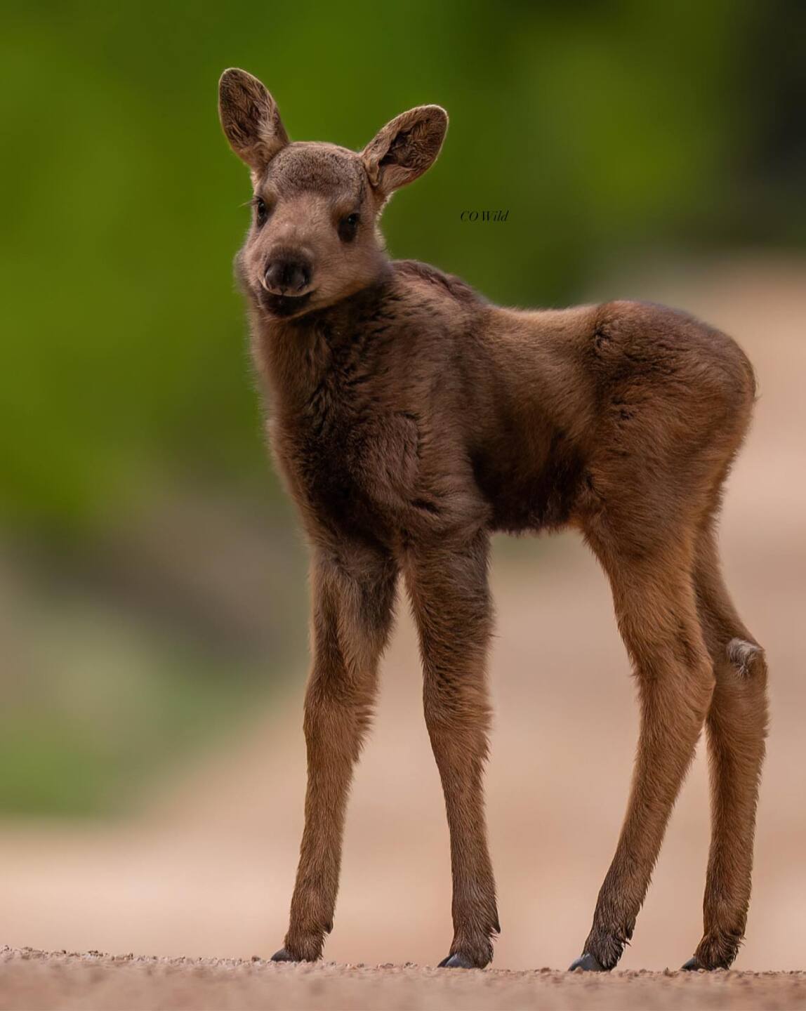 colorado wild photography.jpg