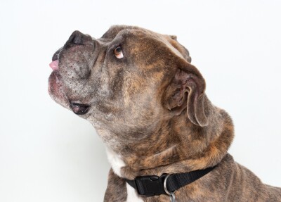 Pet of the Week: Maurice