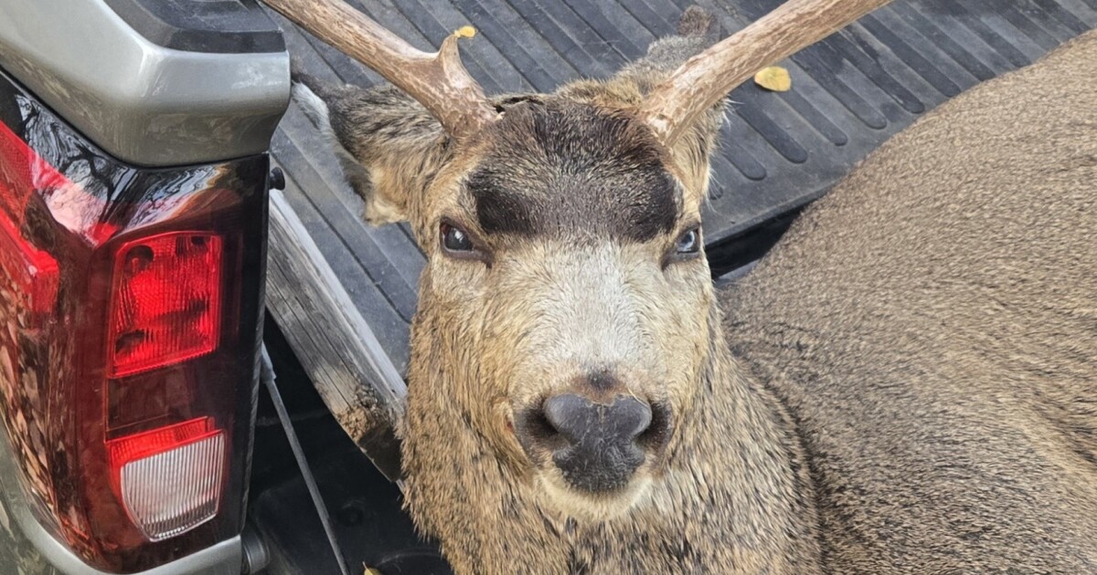 Idaho Fish & Game investigates three cases of mule deer being shot, left to waste