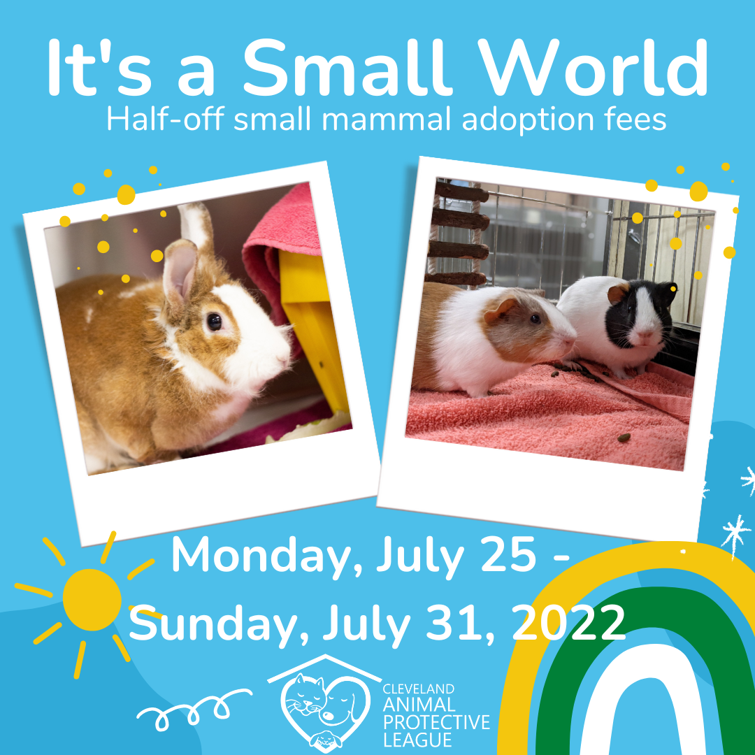 It's a Small World Adoption Promotion.png