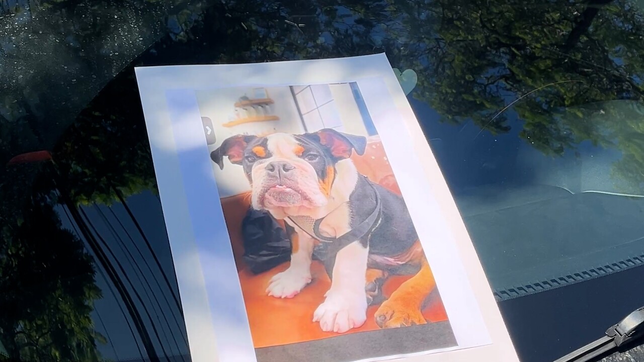 CAMP CANINE.jpg