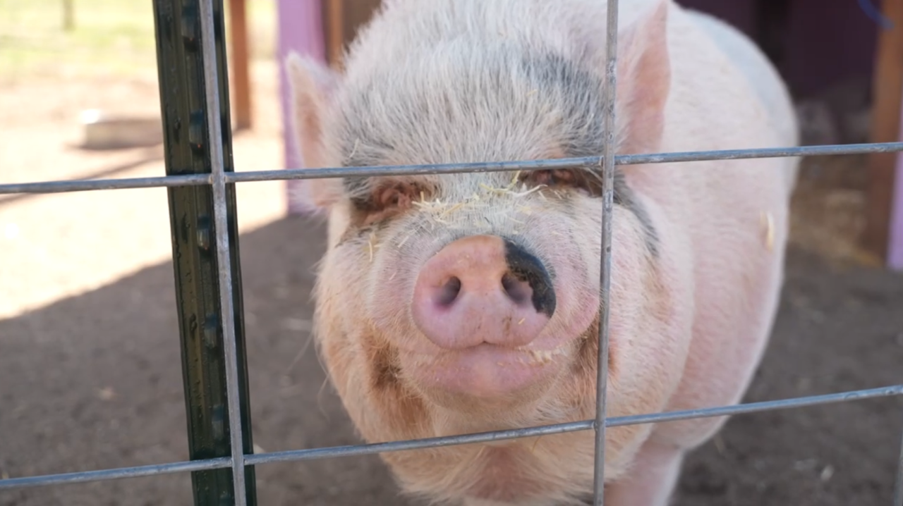 Pig at Leo's Animal Rescue. It's just one of the many animals at the sanctuary