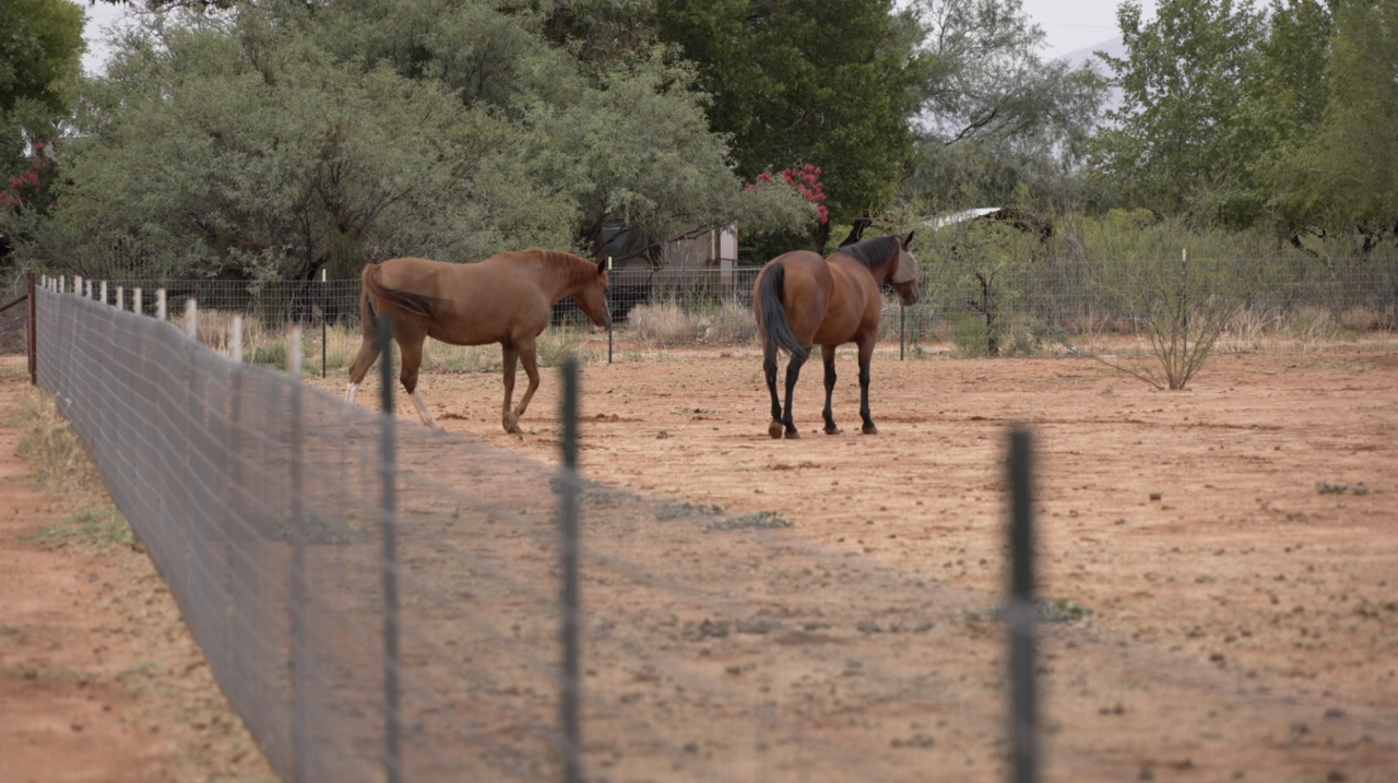 Zech family's horses