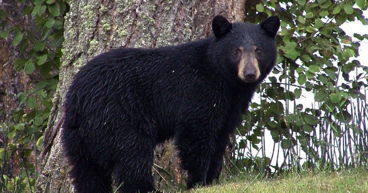 Large Black Bear Spotted In West Texas Raiding Deer Feeders