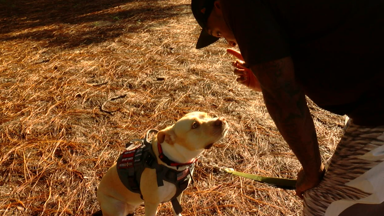 Anthony McLaurin Daisy Tullys Tails.png