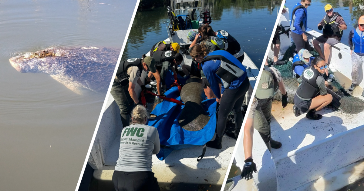 Manatee injured from cold rescued by police, wildlife officials: Venice PD