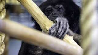 Robin, The White-Handed Gibbon