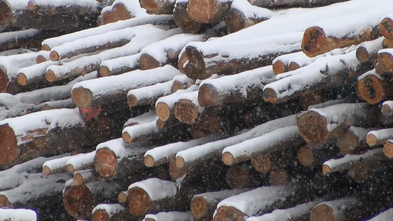 timber 1.png