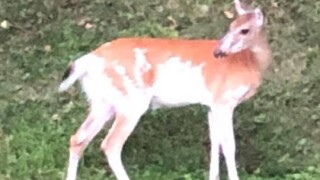 piebald deer.jpeg