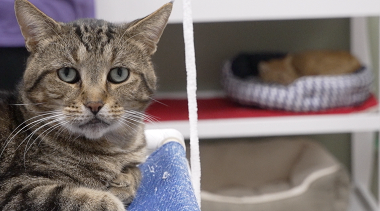 Focus on Ferals kitty