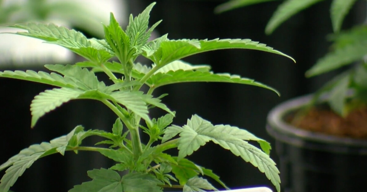 NYS Cannabis Control Board approves new measure - Vimarsana News