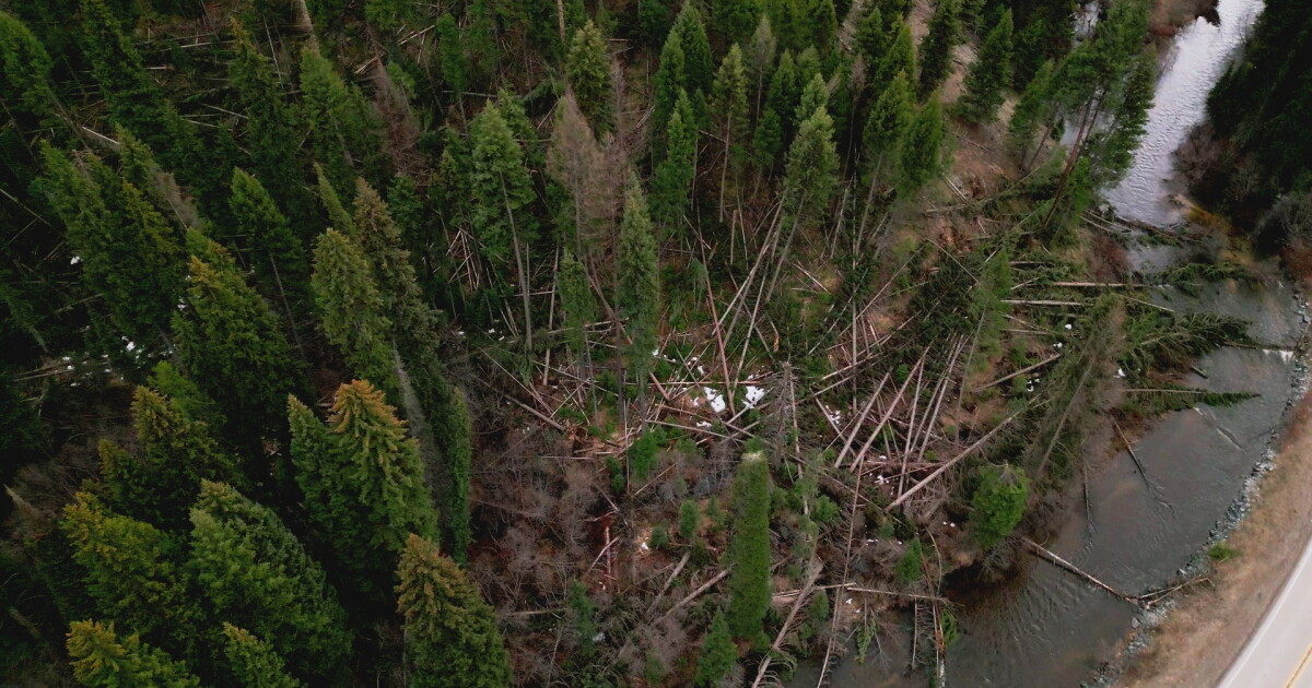 Crews work to clear thousands of downed trees across the Lolo National ...