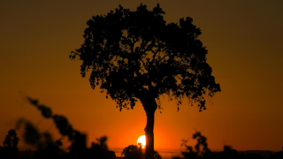 Paso Robles late spring sunset