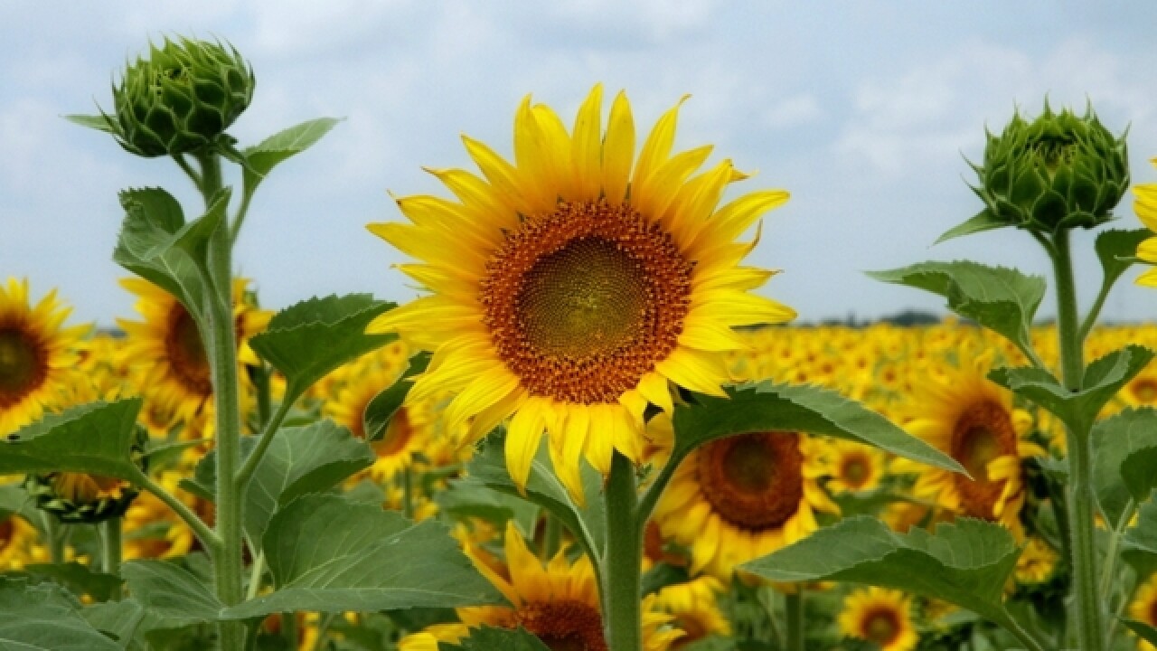 Town of Cambria wants to shut down Sunflowers of Sanborn