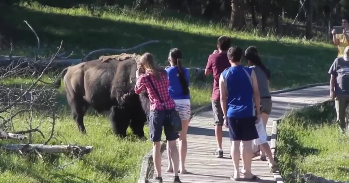 Bad behavior in Yellowstone National Park - Vimarsana News