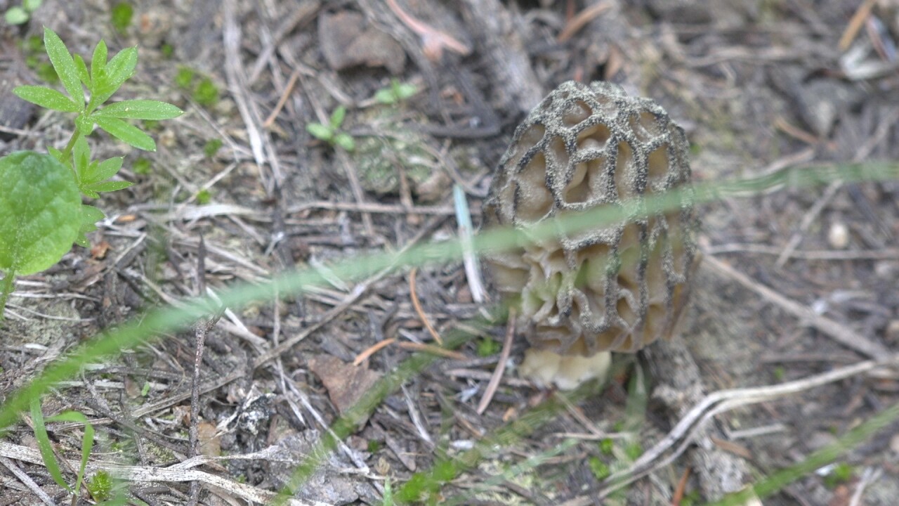 A morel hides on the forest floor