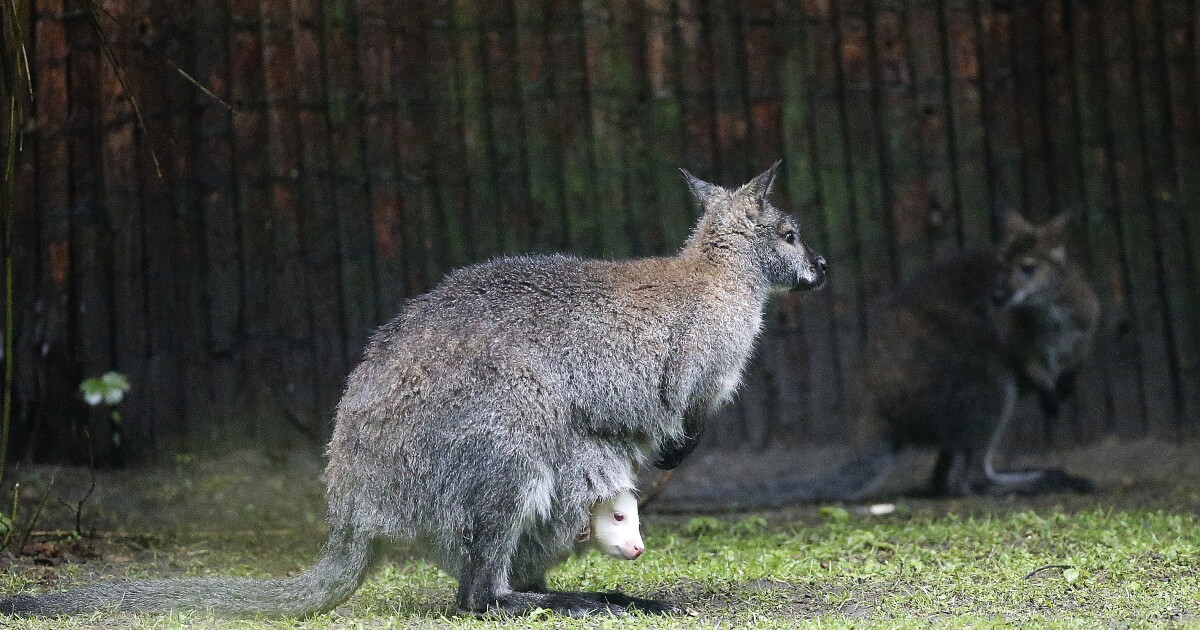 Search underway for missing pet wallaby in rural Oklahoma town