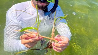 Seagrass restoration
