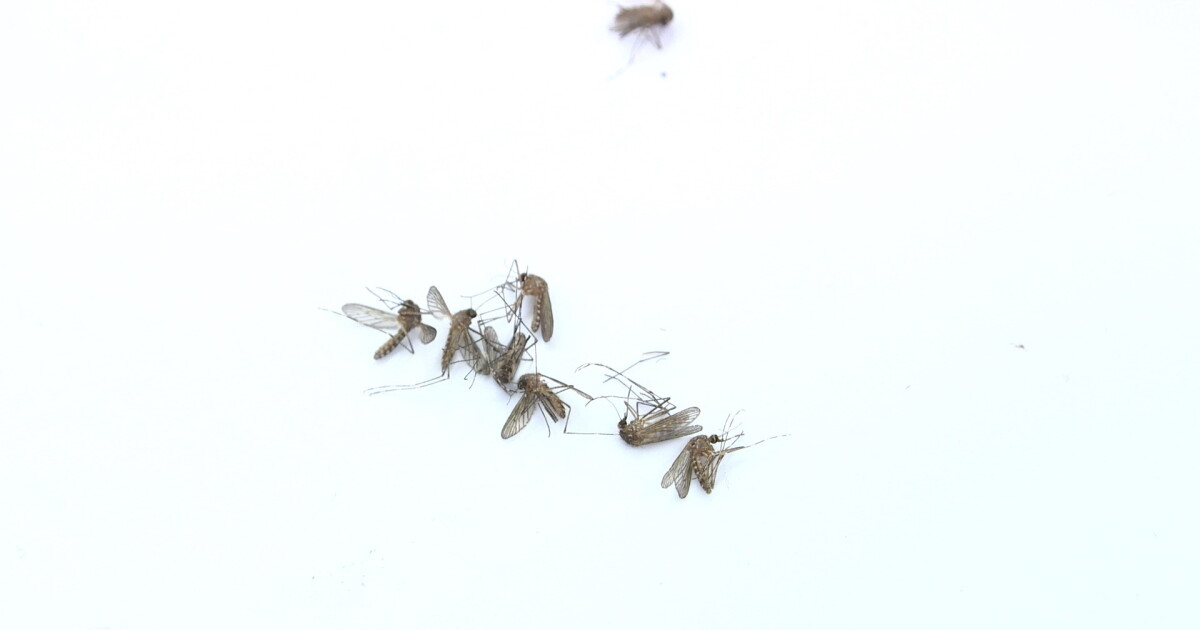 First case of West Nile Virus for 2023 found in Meridian - Vimarsana News