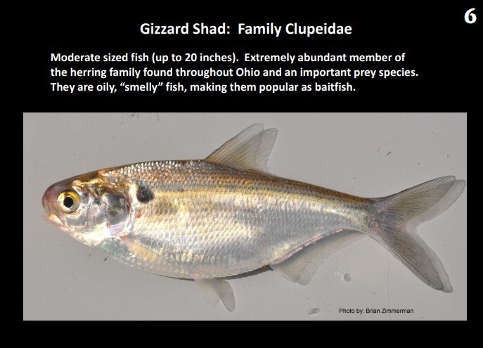 Gizzard Shad ODNR.jpg