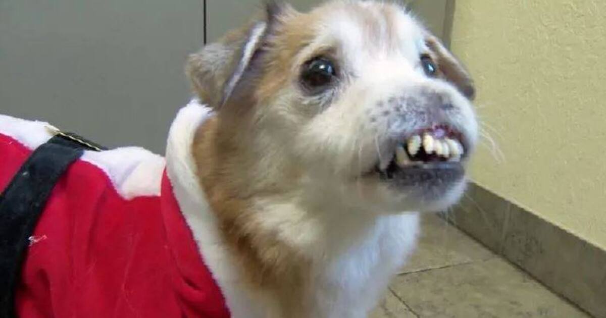 Update Viral dog without nose lost it in a fight