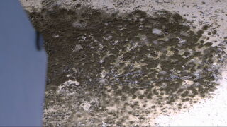 thick mold.jpeg