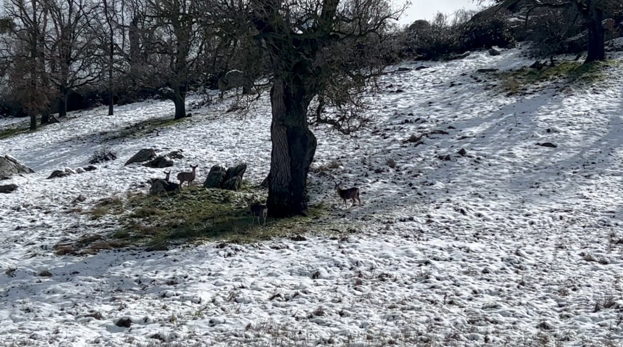 23ABC NEIGHBORHOOD NEWS REPORTER GRACE LAVERRIERE CAUGHT THIS FAMILY OF DEER IN THE SNOW WHILE CHECKING OUT THE CONDITIONS IN THE AREA