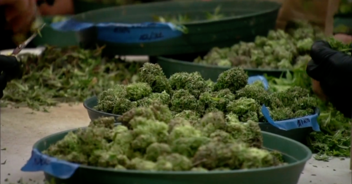 U.S. DEA reclassifying marijuana as 'Schedule 3' drug - Vimarsana News