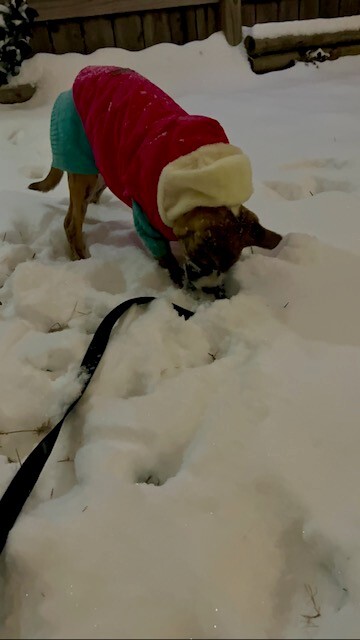 Zuki Dog.jpg