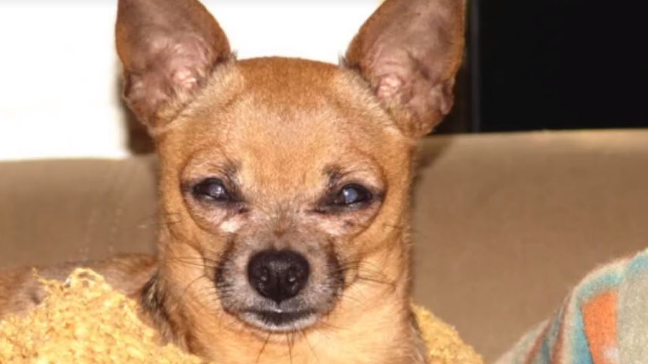 Ace Dawn Lee Bell.png