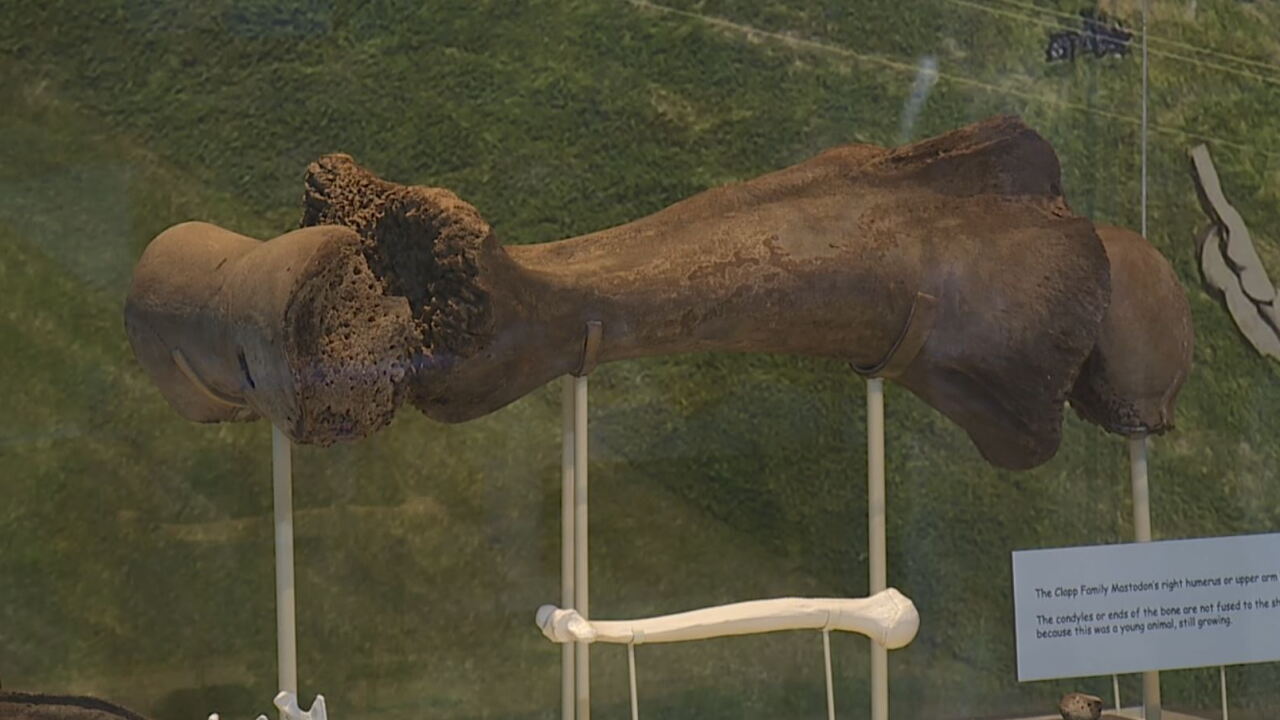 mastodon 6.JPG