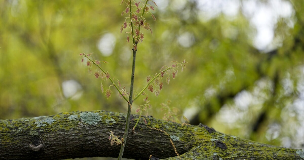 Doctors warn fall allergy season could be worse due to climate change