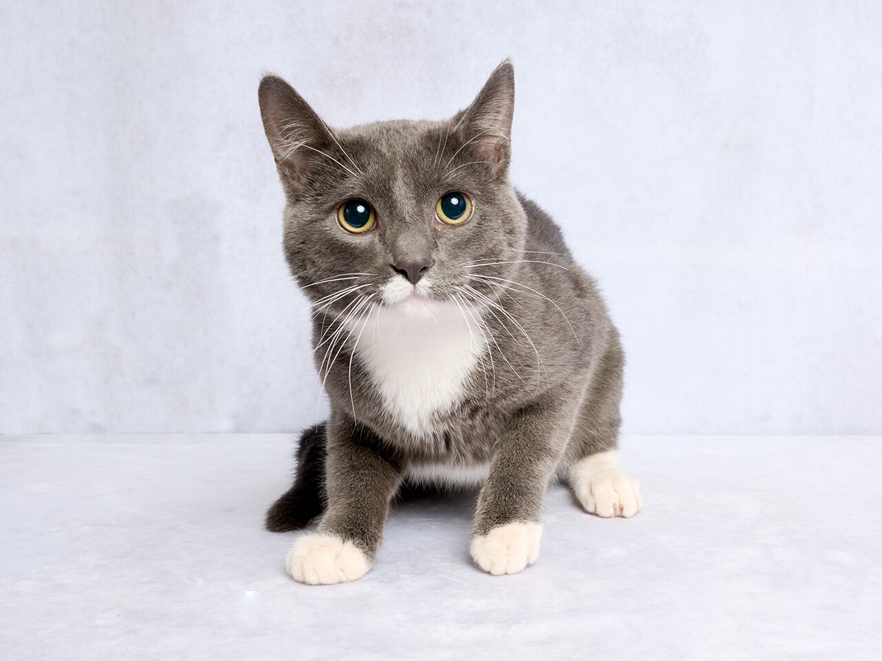 Rhinestone Cowboy A362207.jpg