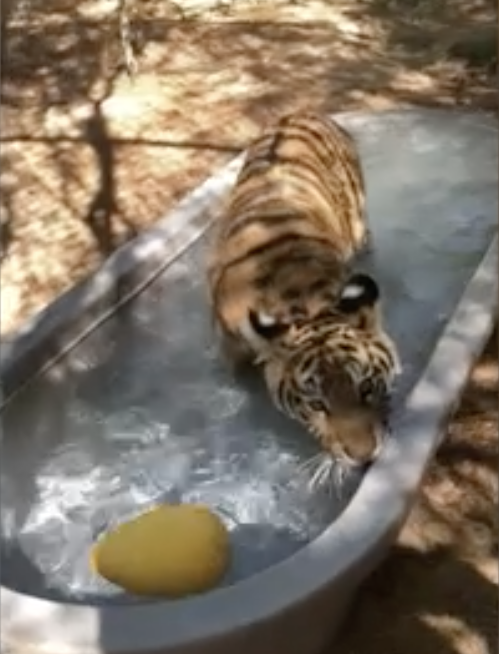 Indy tiger cub.png