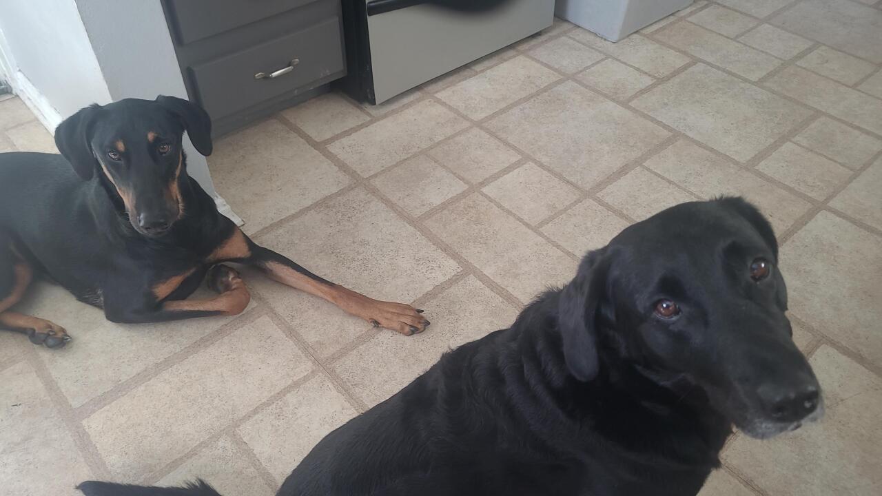 Dog walking forecast