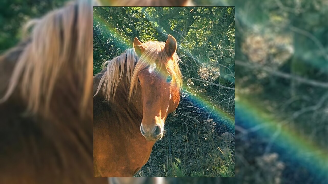 Surfer - Corolla Wild Horse Fund