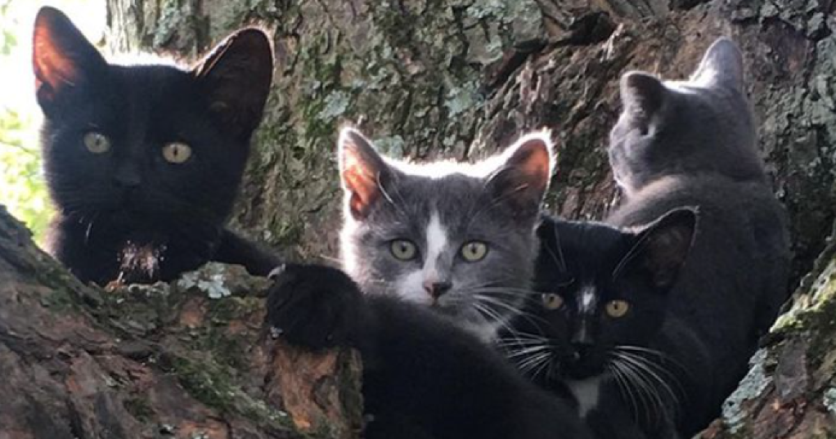 Lost cat returns home after 18 months in wild