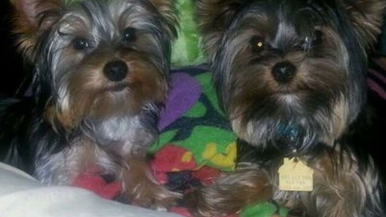 National Puppy Day: Your cute puppy photos