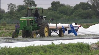 Workers at Alderman Farms located west of Boynton Beach were busy on Jan. 30, 2026, covering crops ahead of freeze warning in Palm Beach County.