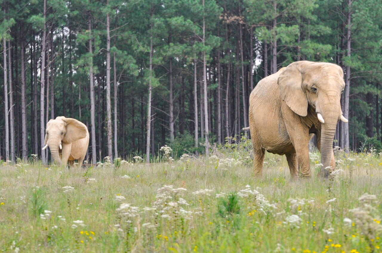 Elephant Sanctuary elephants in Hohenwald, TN