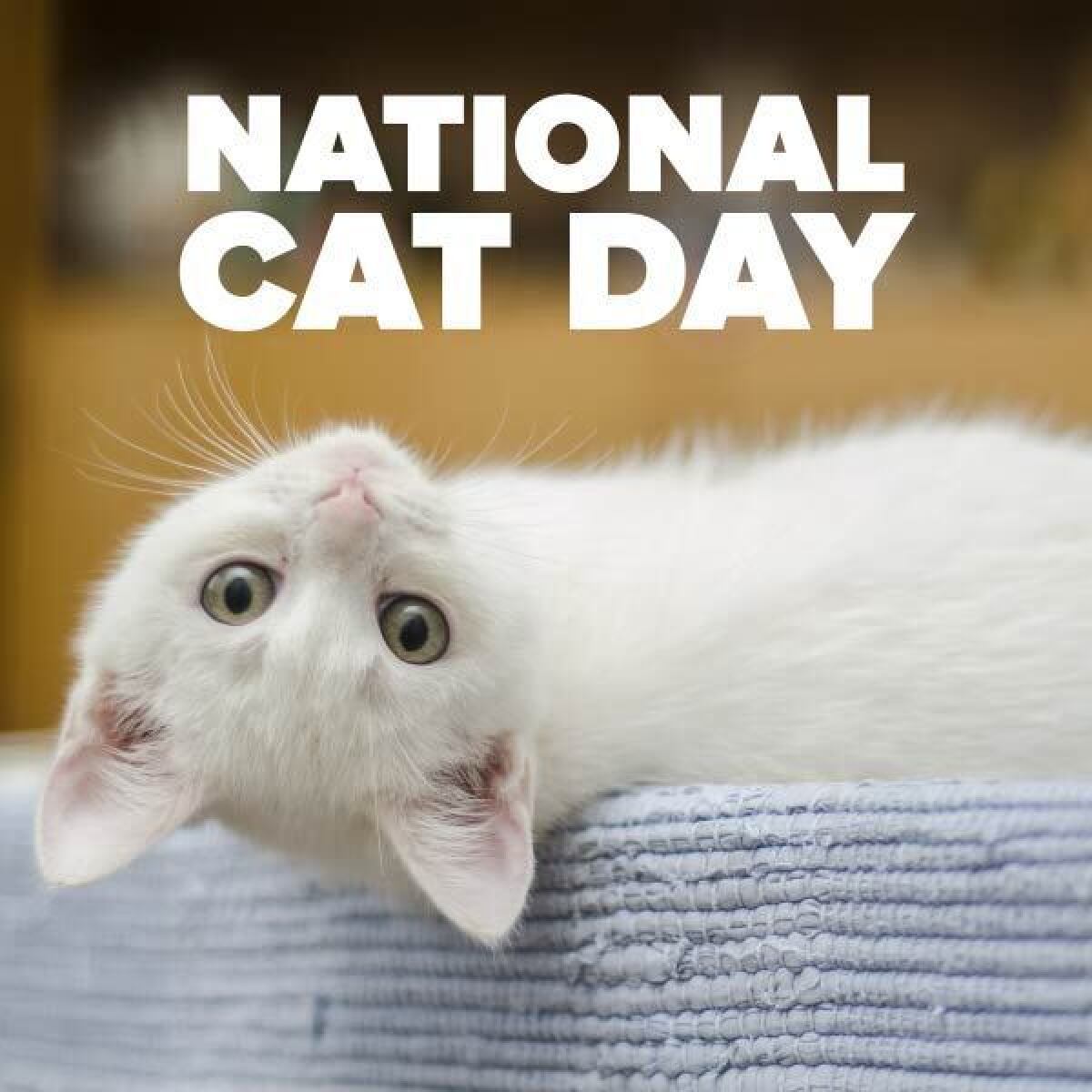 National Cat Day it's a purrfect day to celebrate your feline friends