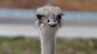 Karen the ostrich - Topeka Zoo