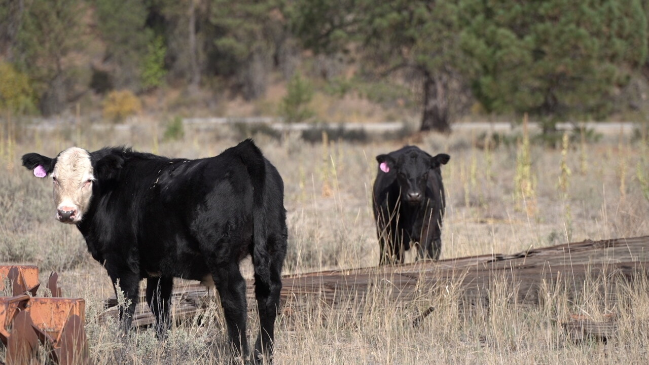 Boise County Cattle