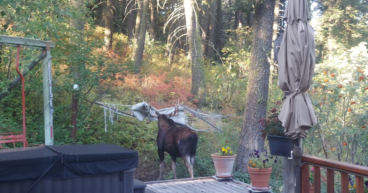 Bull moose freed from hammock tangle by Montana wildlife officials