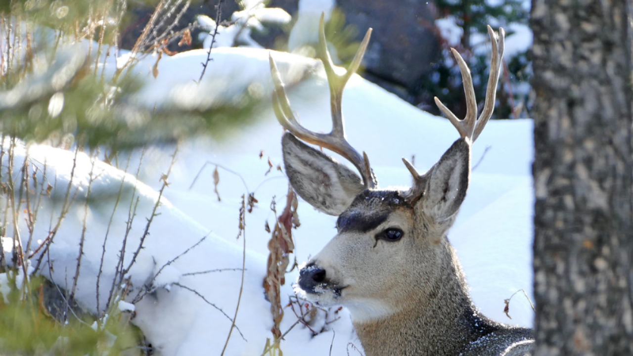 mmdeer.png
