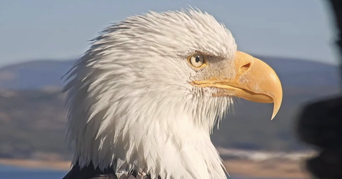 Jackie, Big Bear's famous bald eagle matriarch, has died after weeks of ...