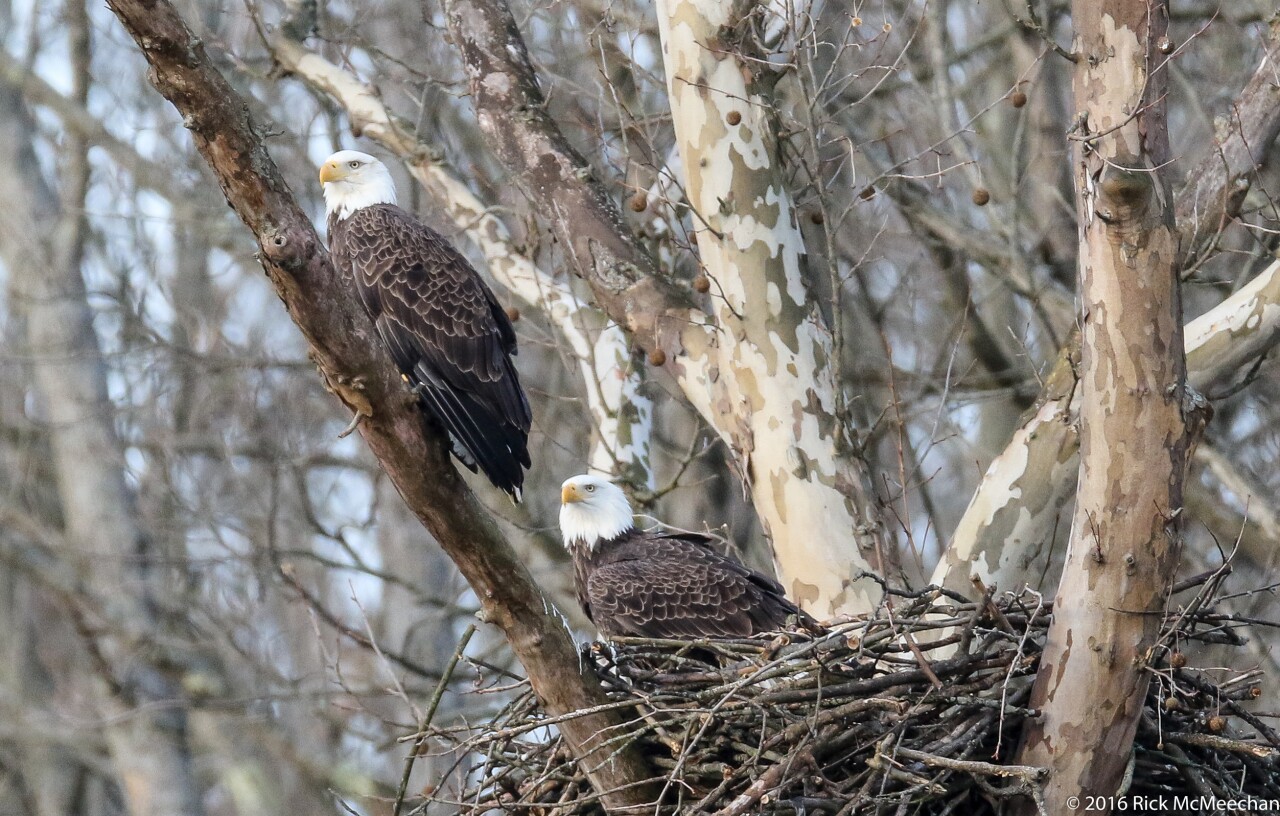 20160220 eagle and nest c Rick McMeechan_1.jpg