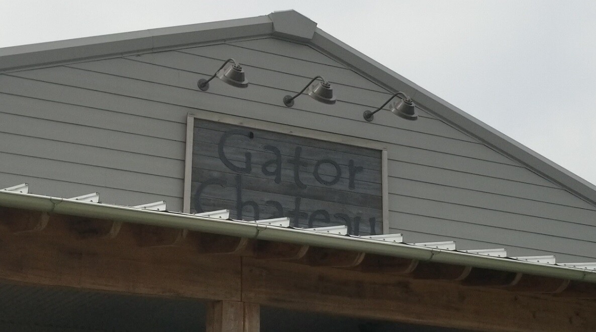 gator2.jpg