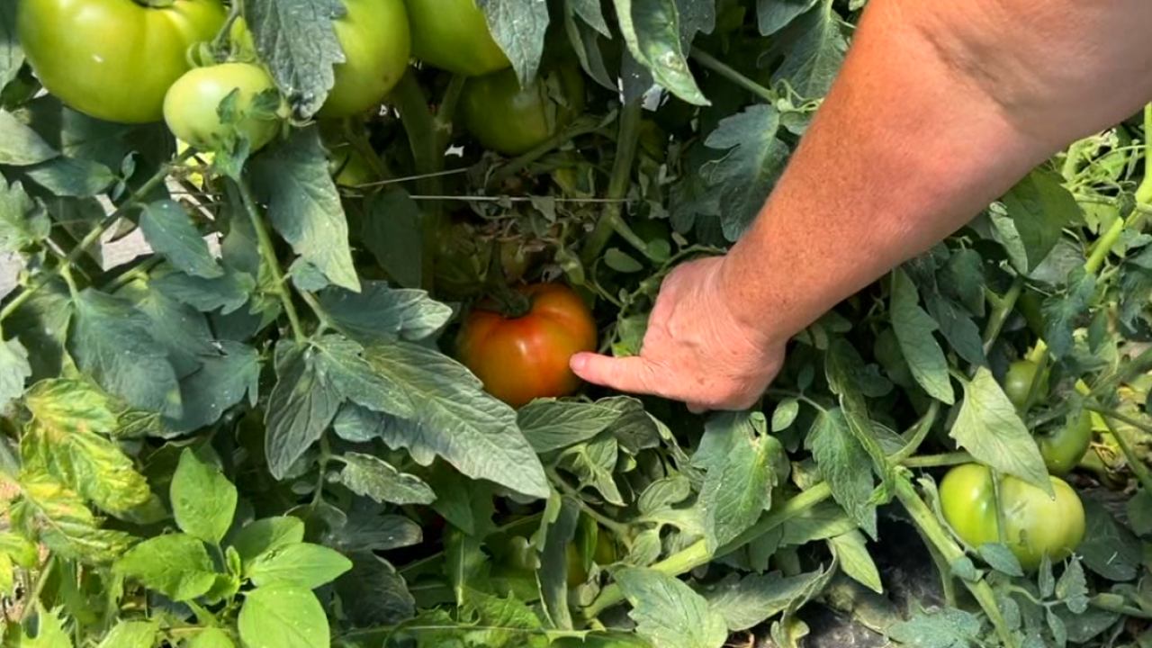 Tomatoes.png